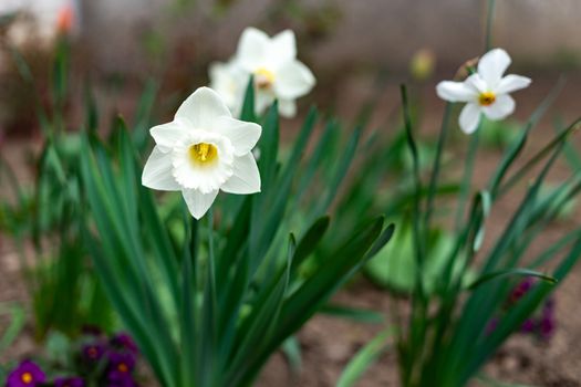 Narcissus tubular white delicate flower with a thin stem and exquisite aroma