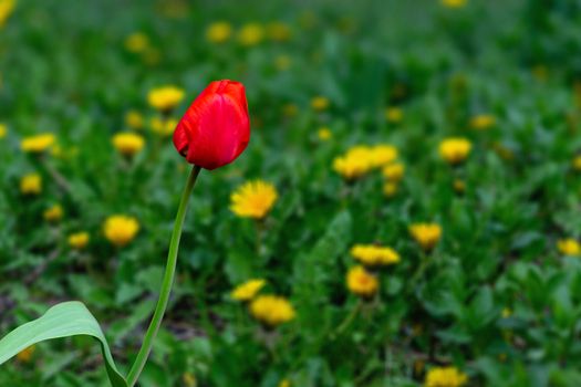 red tulip growing in a garden on a background of green grass