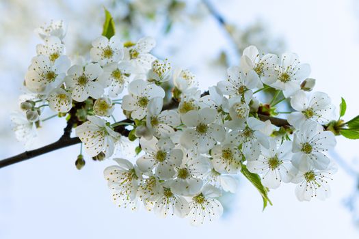 branch of white blossom pear outdoors closeup