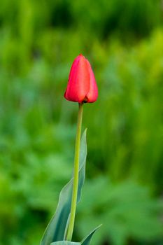 red tulip on a beautiful green background