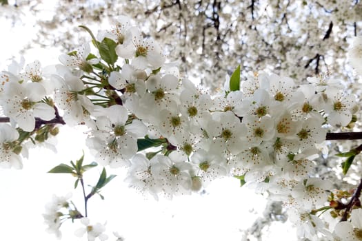 white cherry blossom