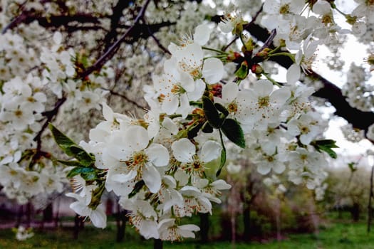 white cherry blossom