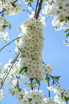 white and dense blossom on tree in spring