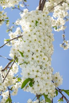 white and dense blossom on tree in spring