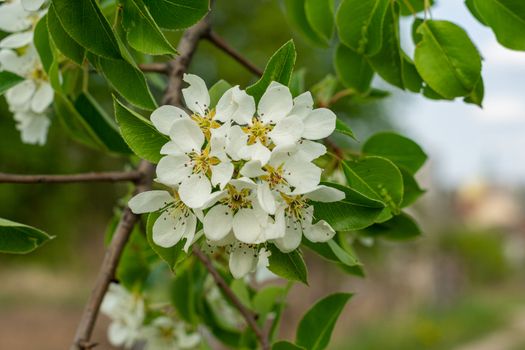 white and dense blossom on tree in spring