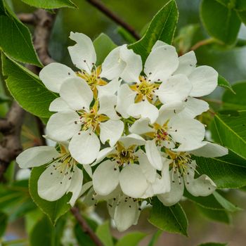 white and dense blossom on tree in spring