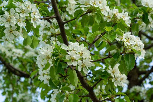 white and dense blossom on tree in spring