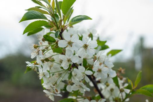 white and dense blossom on tree in spring