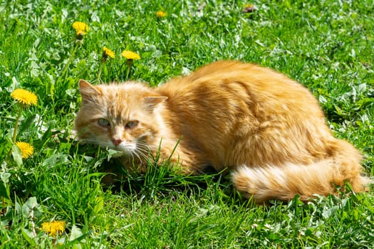 a fluffy red cat lies on a juicy spring grass