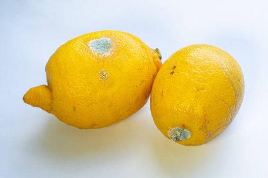 two spoiled lemons on a white background