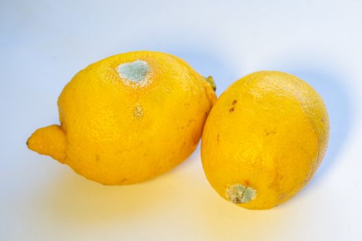 two spoiled lemons on a white background