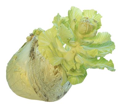 old cabbage gives life to young cabbage