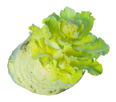 old cabbage gives life to young cabbage