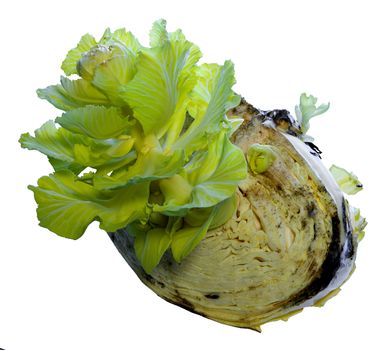 old cabbage gives life to young cabbage