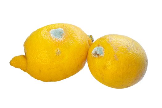 two spoiled lemons on a white background