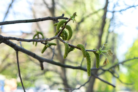 walnut flower branch closeup on green background