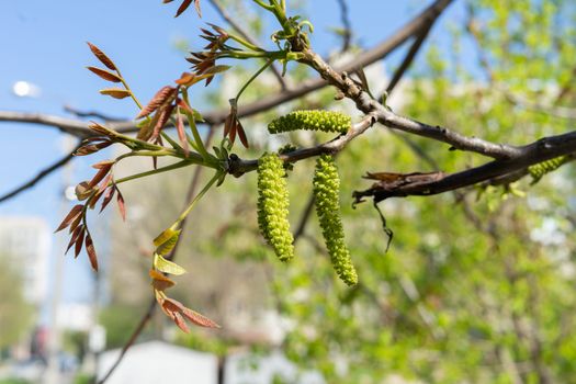 walnut flower branch closeup on green background