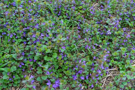 Beautiful background with purple flowers of green leaves