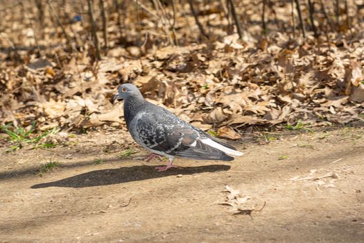 Pigeon walking on the road on the background of fallen leaves