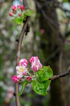 Bright white pink blossom of apple trees after rain