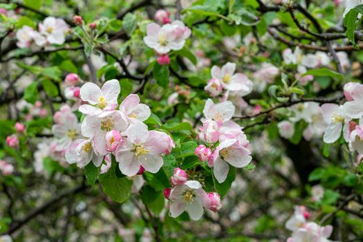 Bright white pink blossom of apple trees after rain