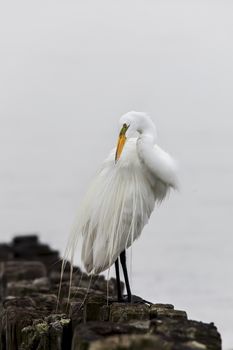 Great egret standing on wood in ocean water