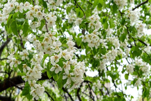 white pear color on a background of green leaves after spring rain