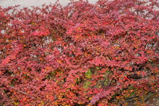 natural background - bush with red leaves