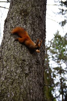 squirrel with a nut in your teeth runs down the tree