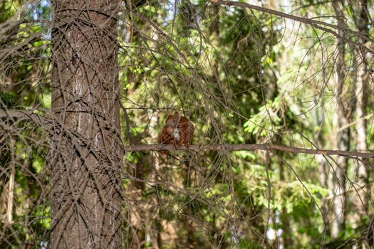 squirrel sits on a dry branch of a tree and eats a nut