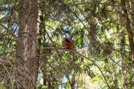 squirrel sits on a dry branch of a tree and eats a nut