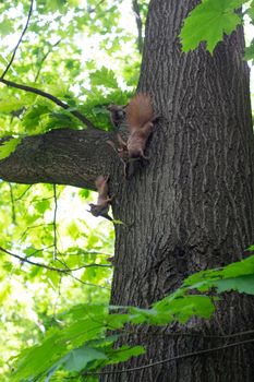 Squirrel family having fun on a tree