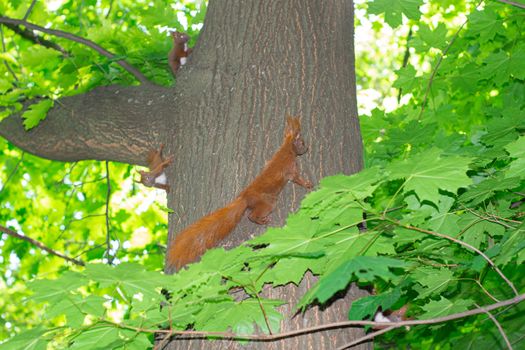 A family squirrels runs along a tree trunk