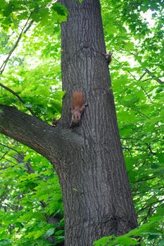 A family  squirrels runs along a tree trunk