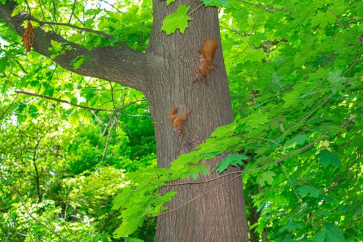 A family  squirrels runs along a tree trunk