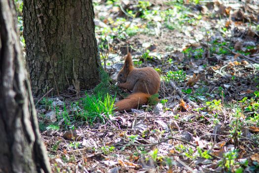 squirrel sits under a tree and eats a nut