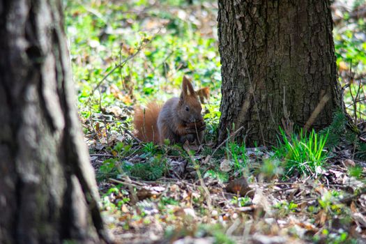 squirrel sits under a tree and eats a nut