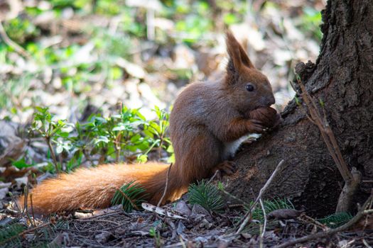 squirrel sits under a tree and eats a nut