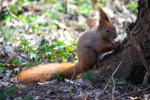 squirrel sits under a tree and eats a nut