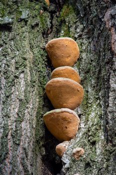 on the bark of the tree grow yellow mushrooms