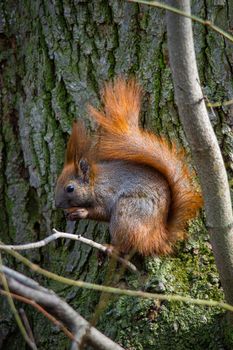 squirrel sits on a dry branch of a tree and eats a nut