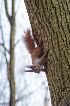 Squirrel hanging on the tree upside down holding the back of the tree