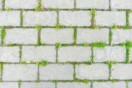 Green grass sprouted between the old cement beech