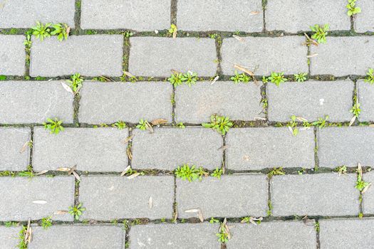 Green grass sprouted between the old cement beech