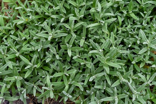 Background of ornamental green plants with elongated leaves photographed from above