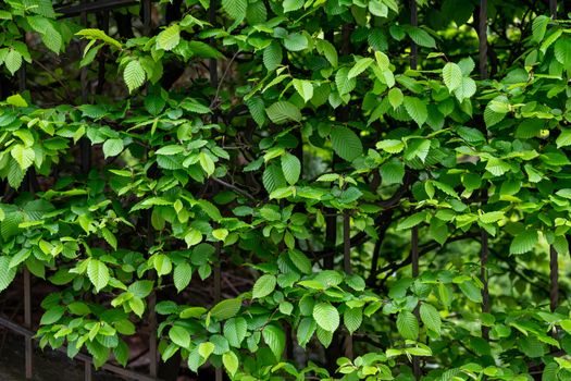 Hedge fence of a house from decorative bushes