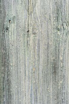 Texture of old vintage dry gray wood