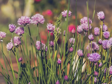 Spring colors from chives garden in nice sunny day