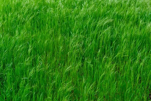 Background of young, large and lush green grass