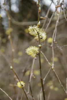 the willow branch blossomed when spring came